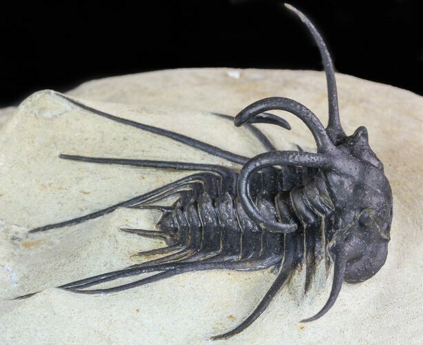 Dicranurus Trilobite - Atchana, Morocco #46447